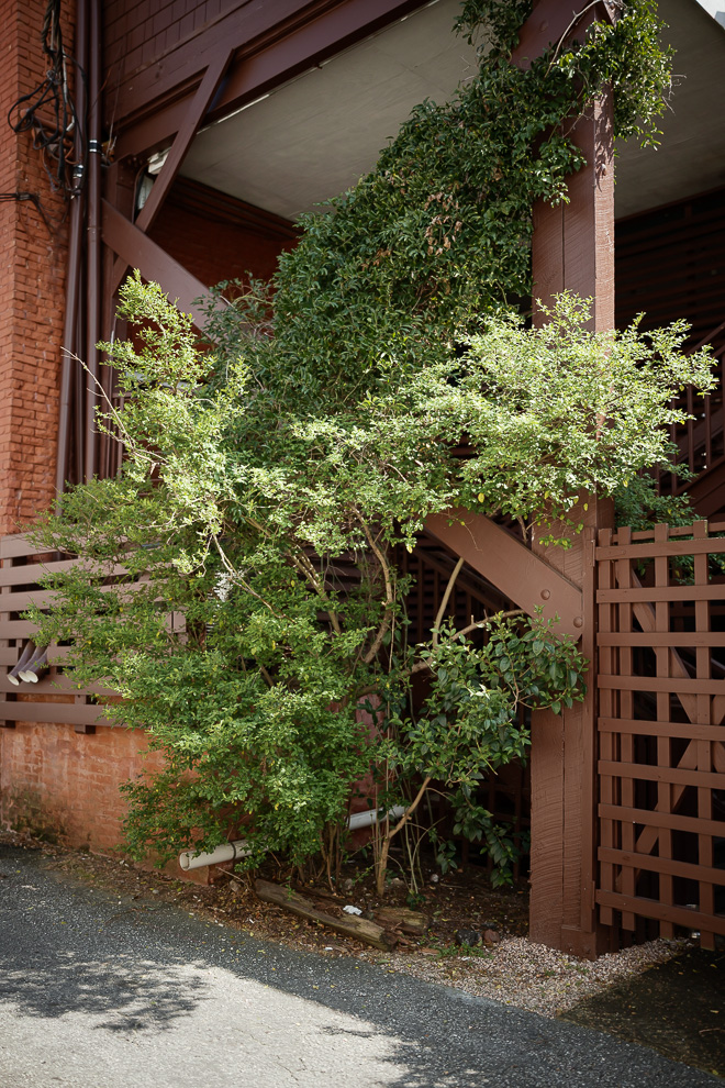 Preceremony showcase background 5